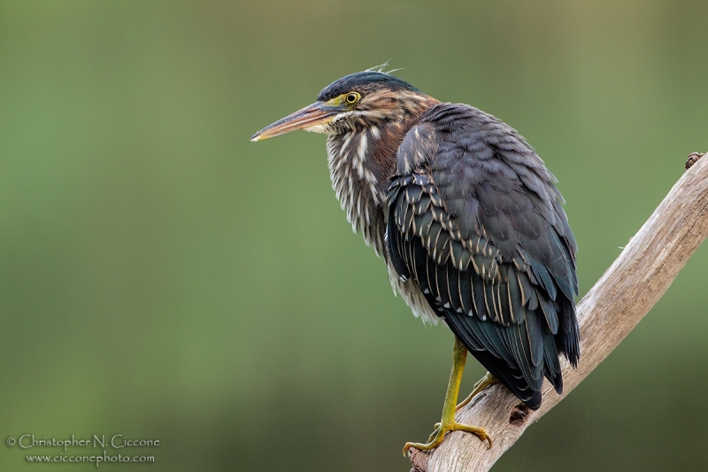 Green Heron