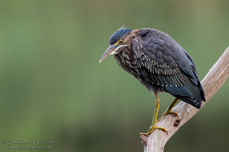 Green Heron