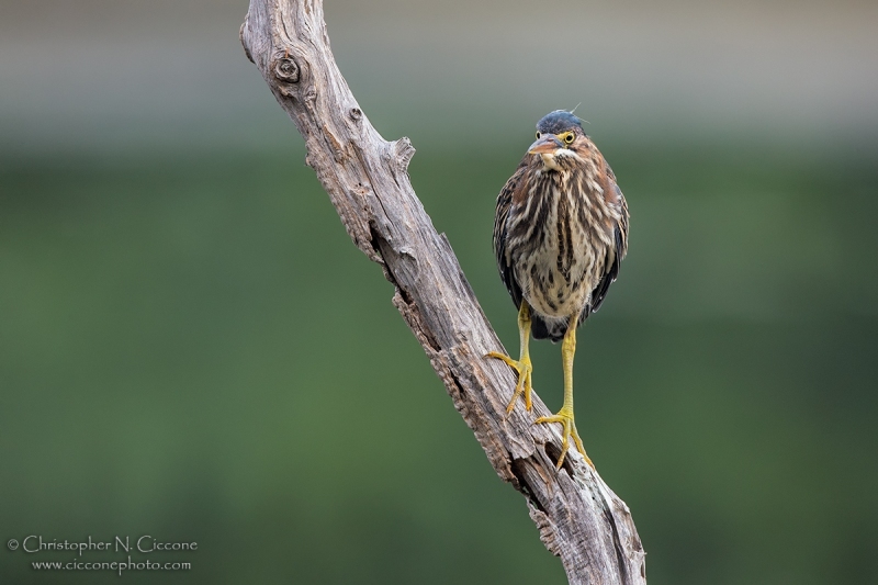 Green Heron