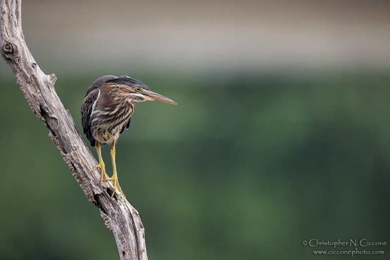 Green Heron