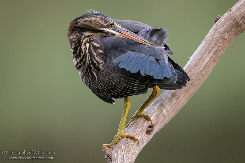 Green Heron