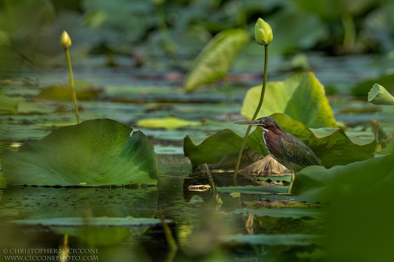 Green Heron