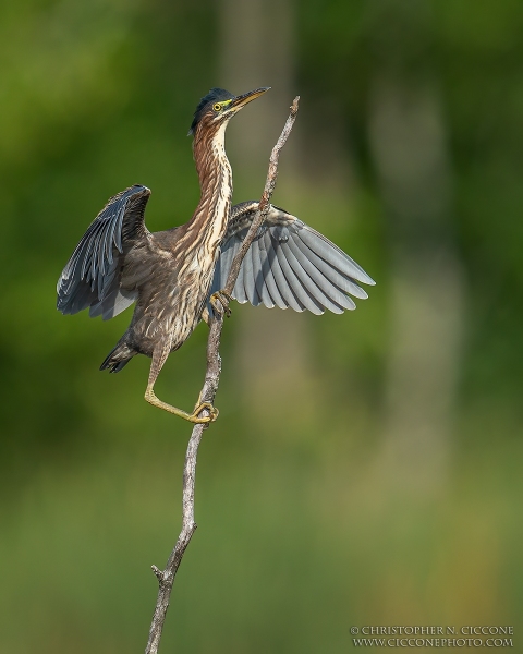 Green Heron