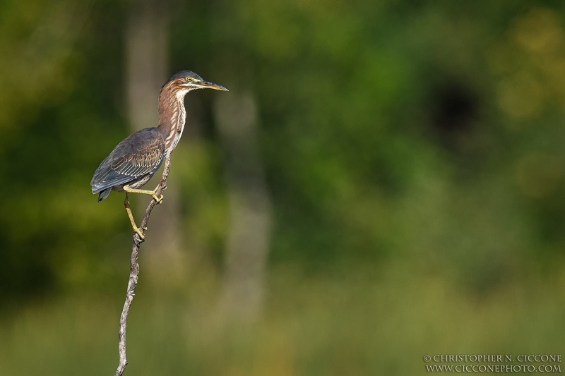 Green Heron