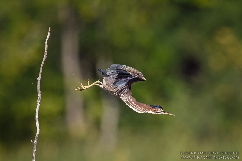 Green Heron