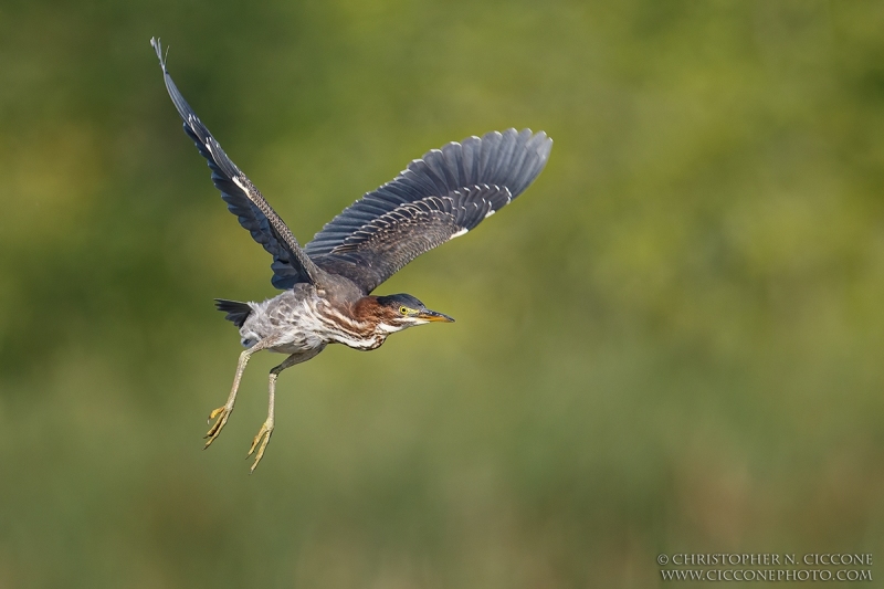 Green Heron