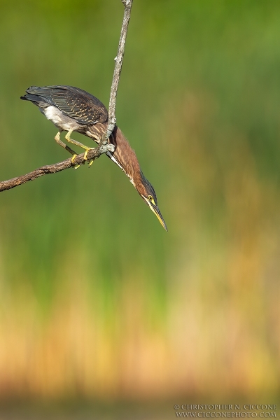 Green Heron