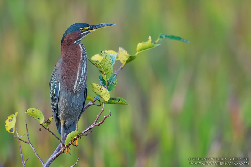 Green Heron