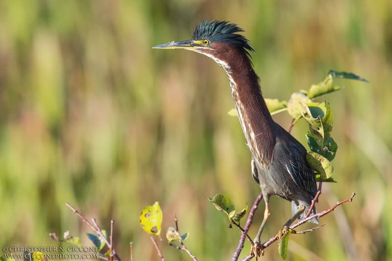 Green Heron