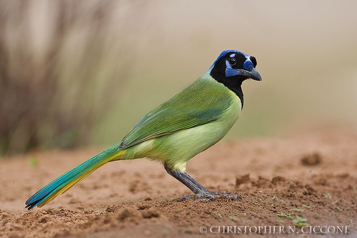 Green Jay