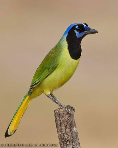 Green Jay