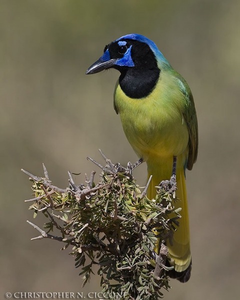 Green Jay