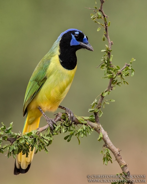 Green Jay