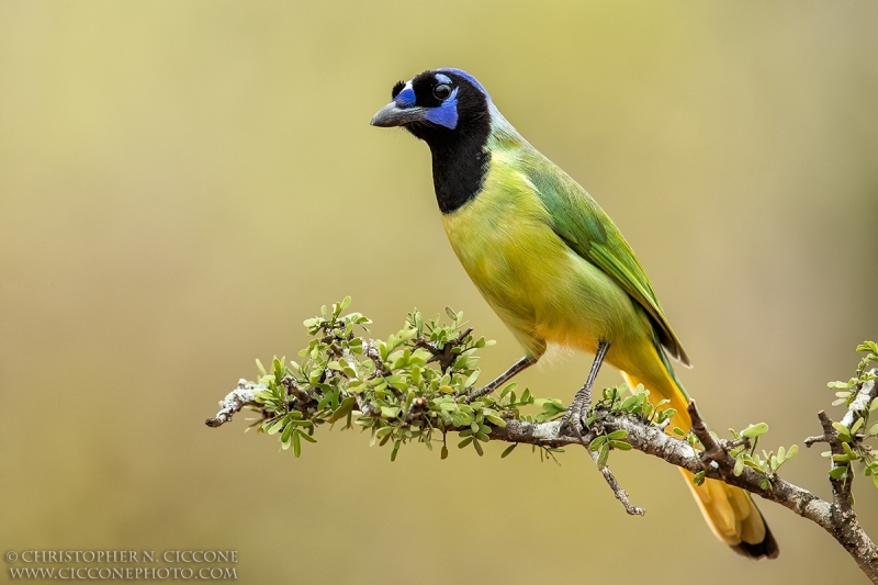 Green Jay