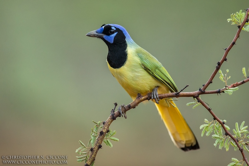 Green Jay