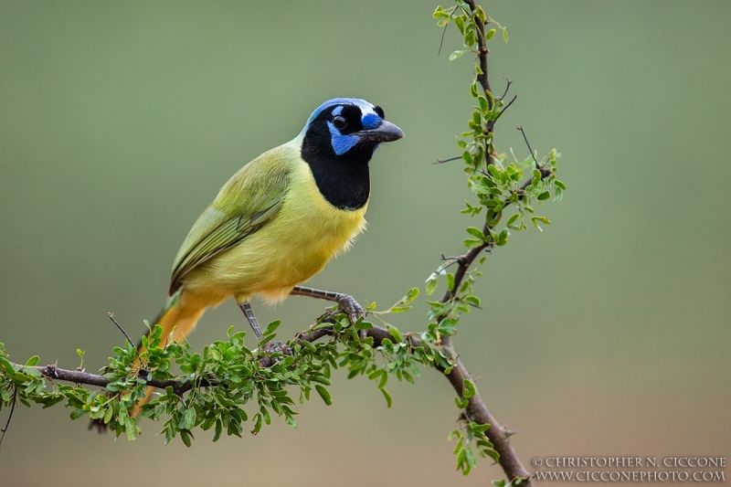 Green Jay