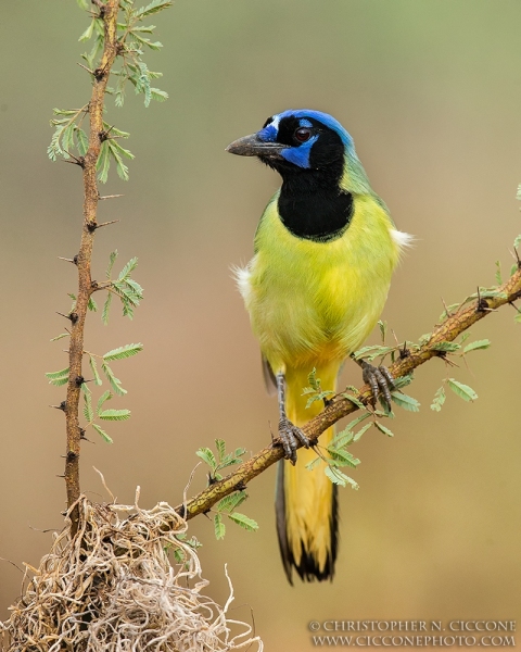 Green Jay