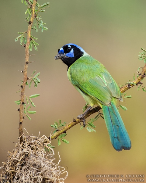 Green Jay