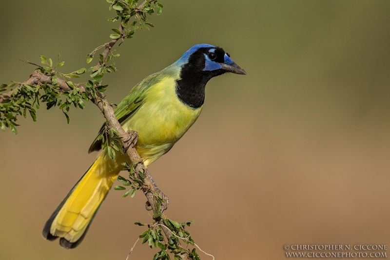 Green Jay