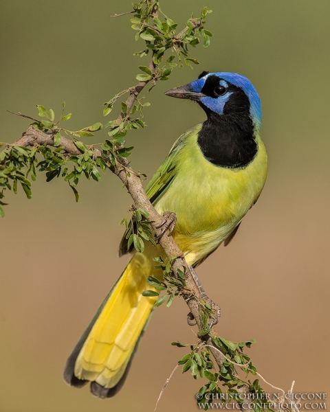 Green Jay