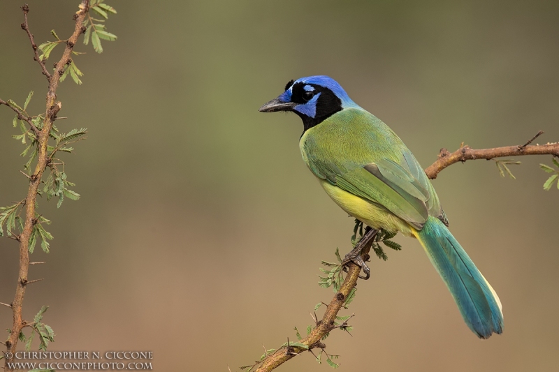 Green Jay