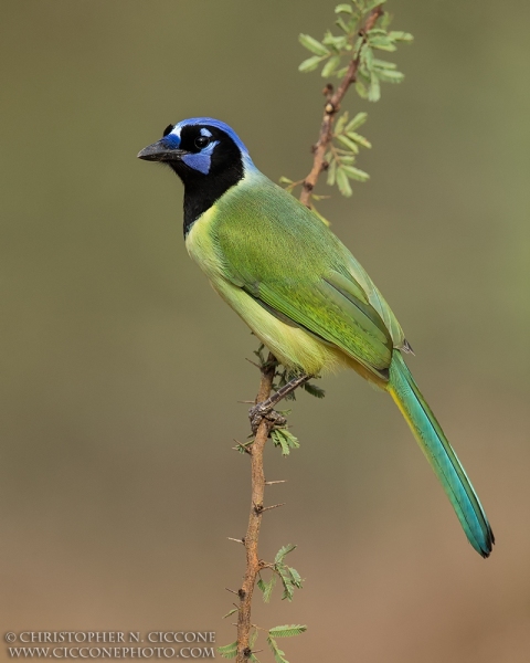 Green Jay