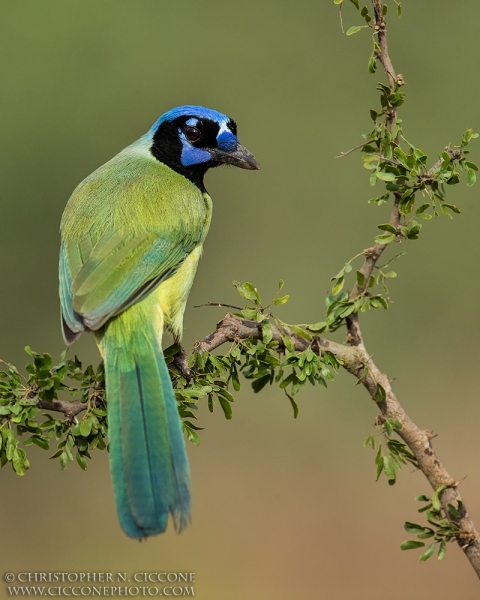 Green Jay