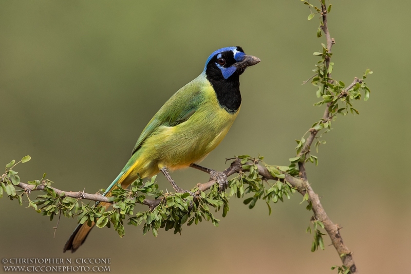 Green Jay