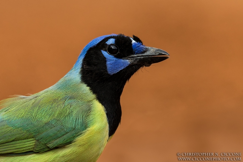 Green Jay