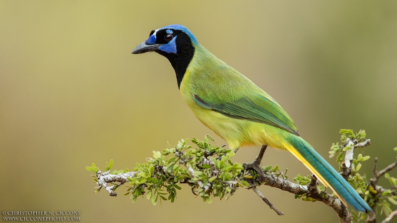 Green Jay