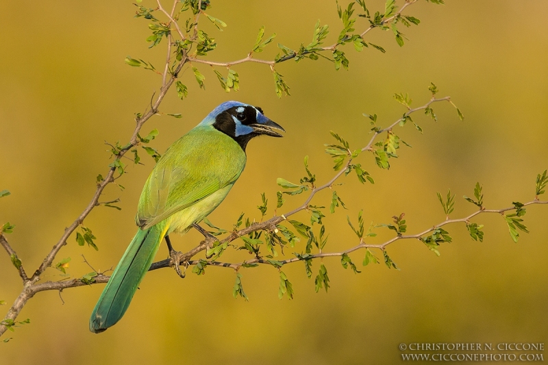 Green Jay