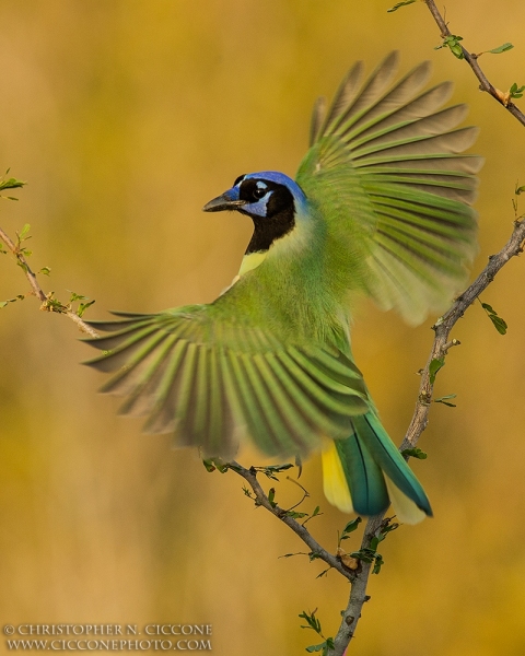 Green Jay