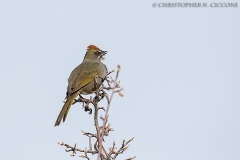 Green-tailed Towhee