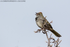 Green-tailed Towhee