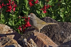 Green-tailed Towhee