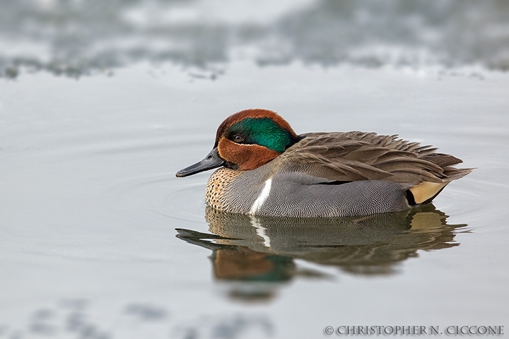 Green-winged Teal