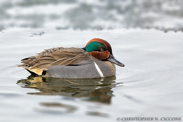 Green-winged Teal