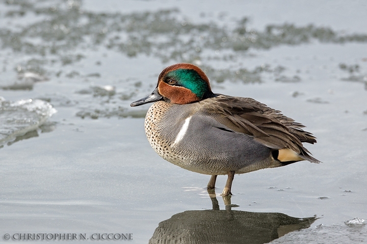 Green-winged Teal