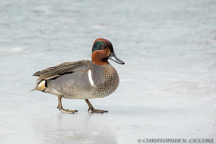 Green-winged Teal