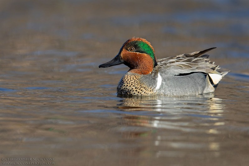 Green-winged Teal