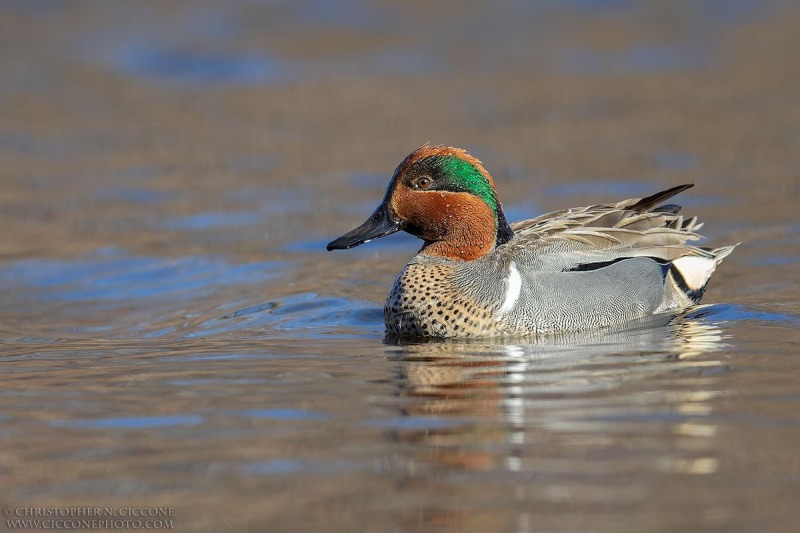 Green-winged Teal