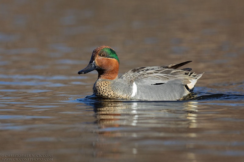 Green-winged Teal