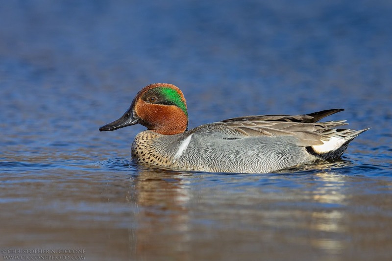 Green-winged Teal