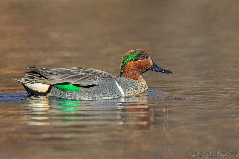 Green-winged Teal