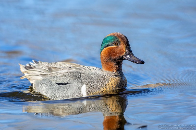 Green-winged Teal