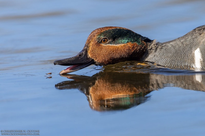 Green-winged Teal