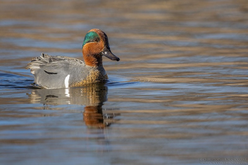 Green-winged Teal