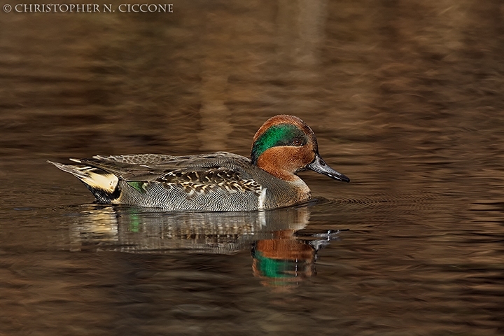 Green-winged Teal