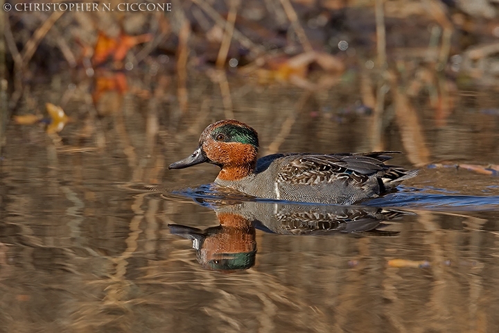 Green-winged Teal