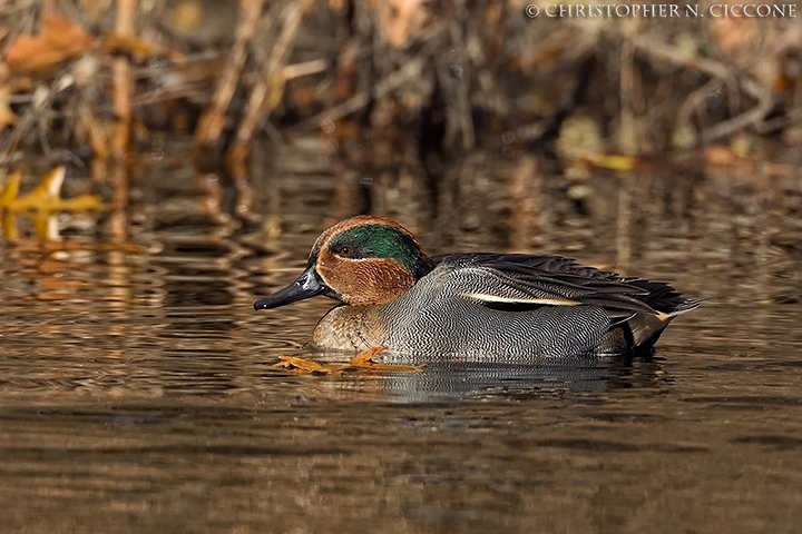 Eurasian Green-winged Teal